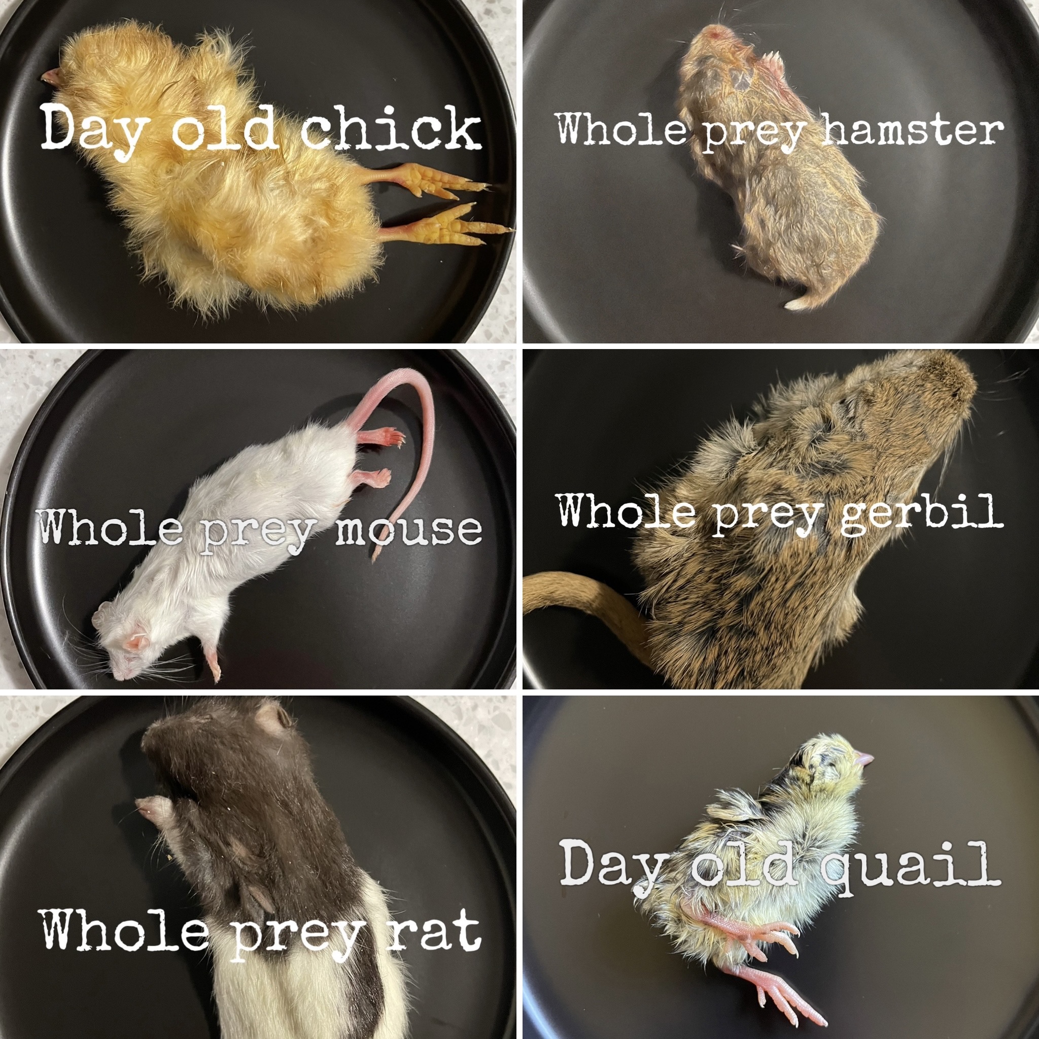 different whole prey animals on plates