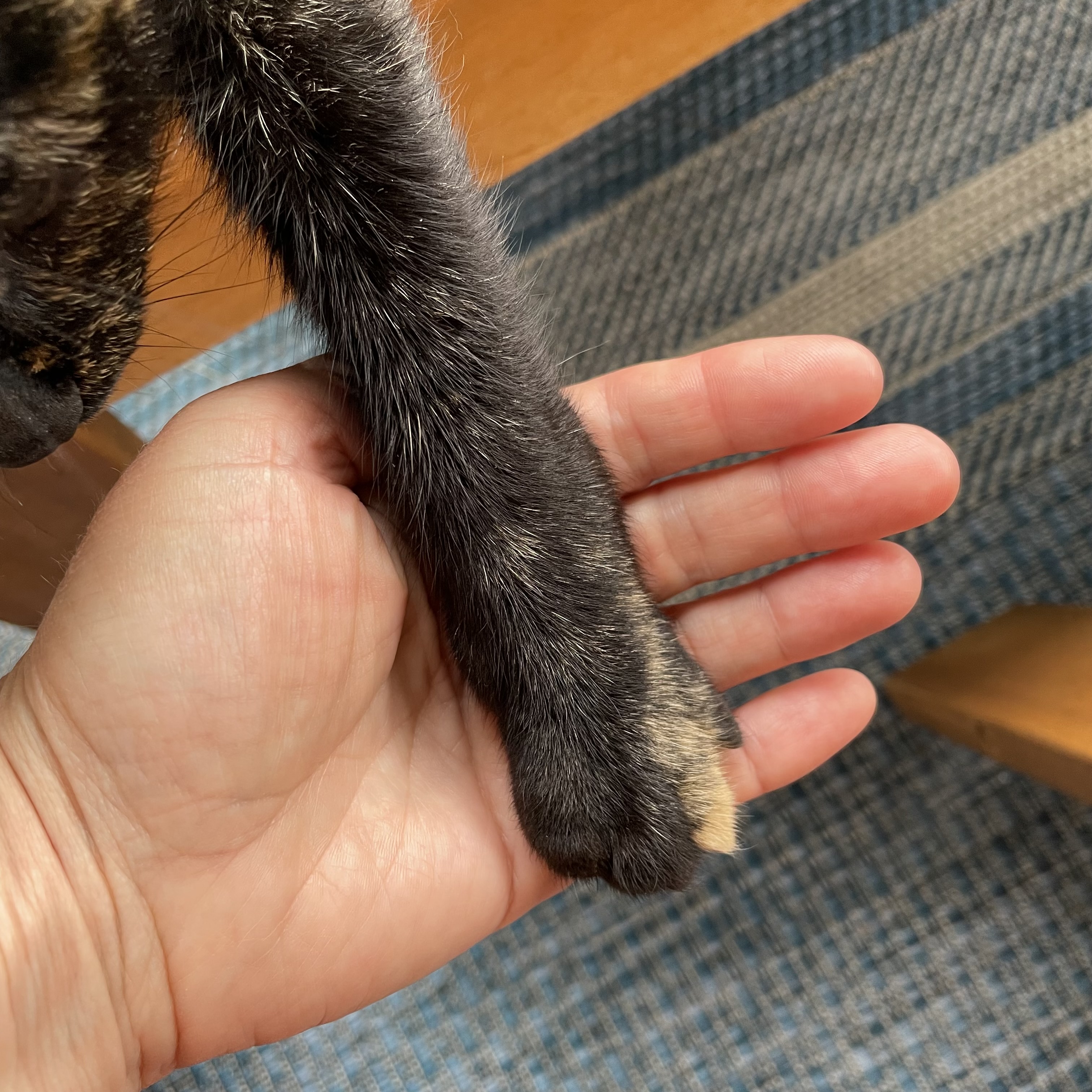 cat's paw in human's hand balanced together