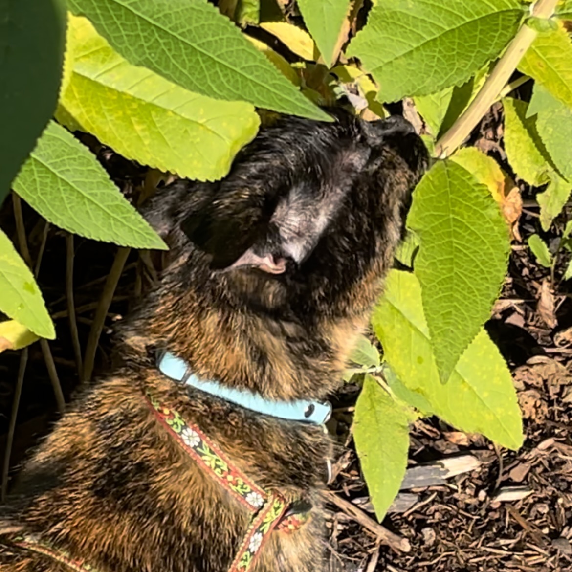 Hazel smelling a plant