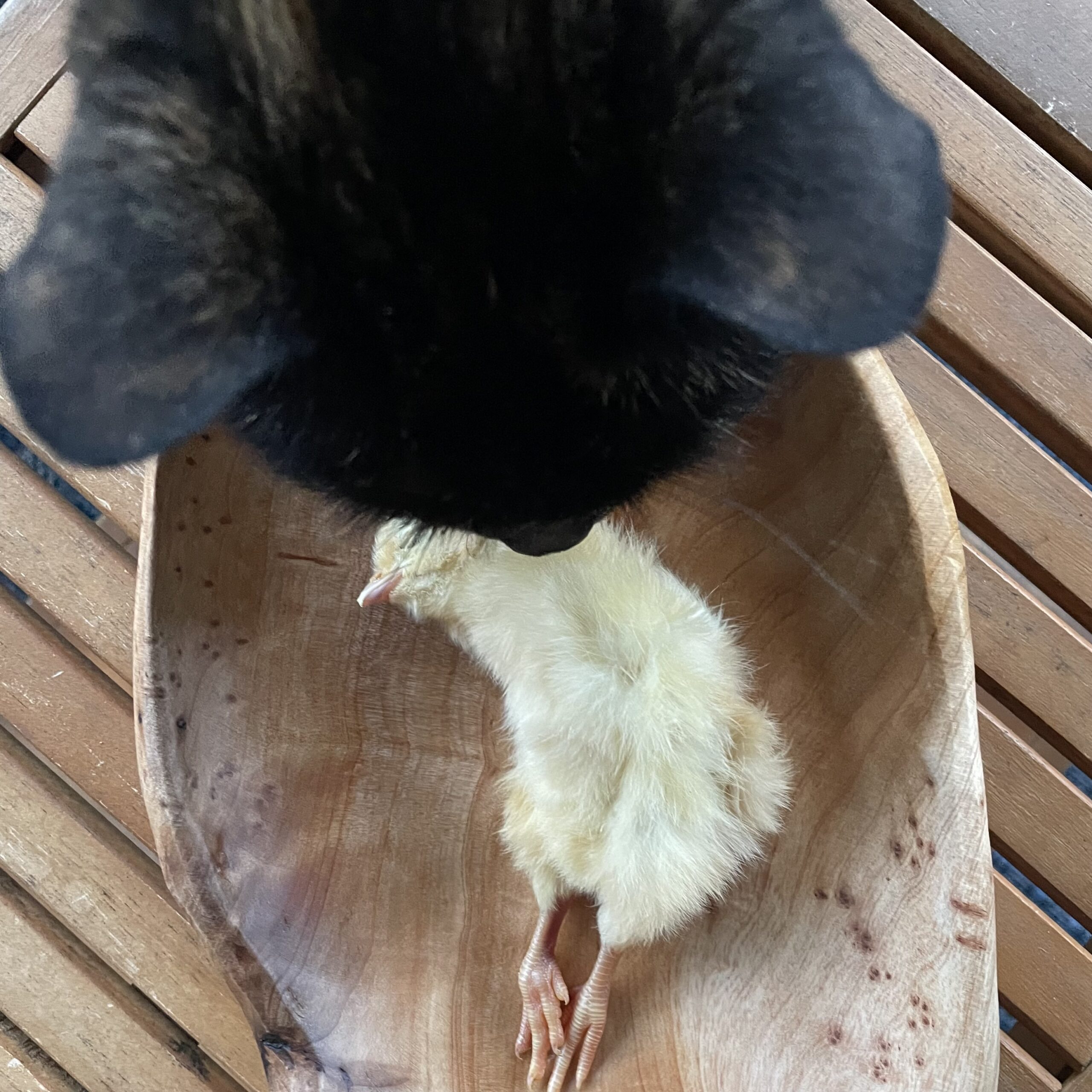 cat leaning over a dish with a whole prey chick