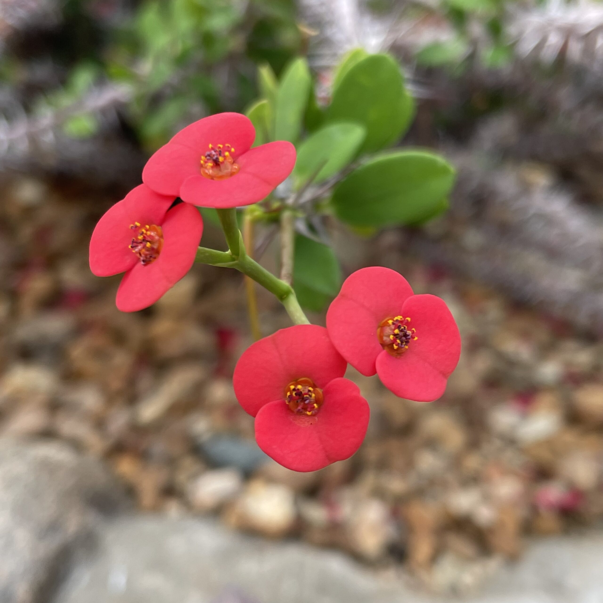 red flowers on blurred background