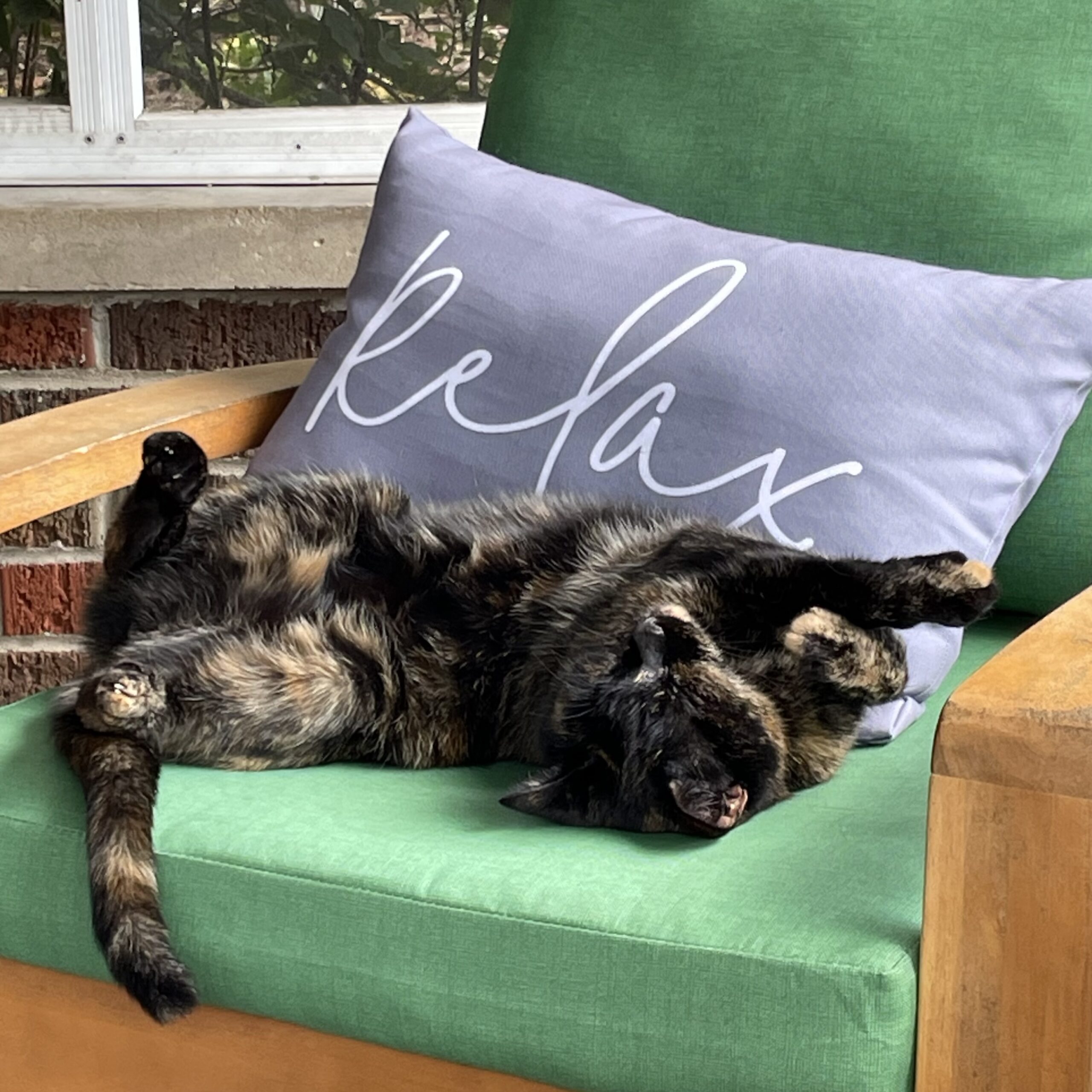 cat relaxing next to pillow that says relax